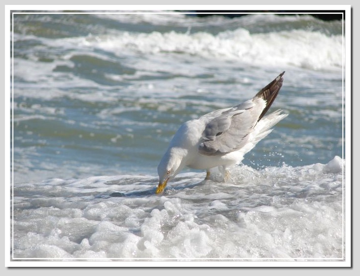 фото "nerring-gull 2" метки: природа, дикие животные