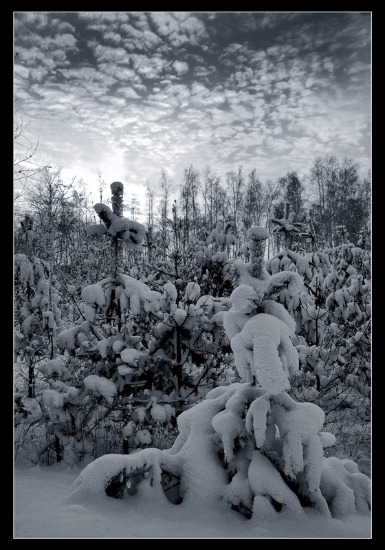photo "Winter" tags: landscape, black&white, winter