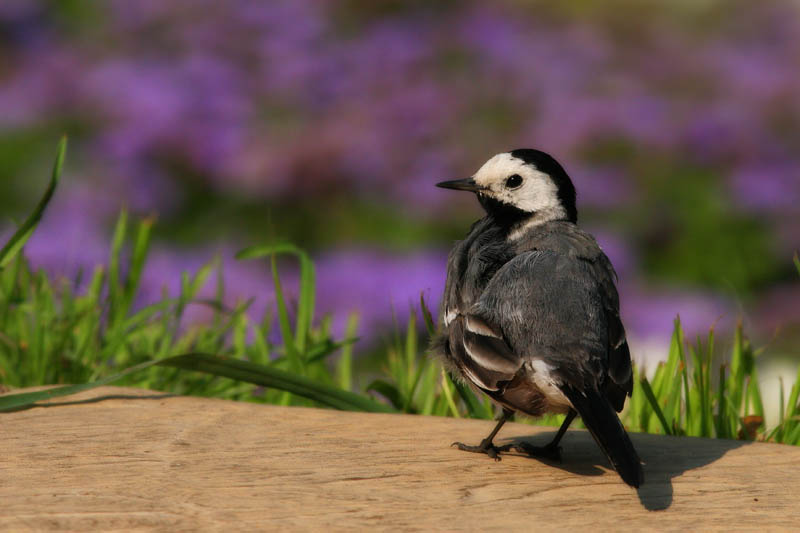 photo "sun bath" tags: nature, wild animals