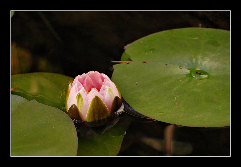 photo "***" tags: nature, landscape, flowers, water