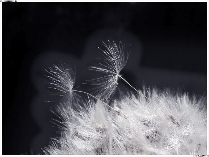 photo "Wind of Separation" tags: nature, flowers