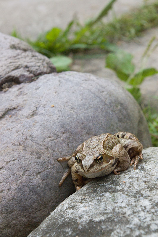 photo "Frog on the stones" tags: nature, macro and close-up, wild animals