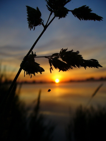 photo "***" tags: nature, insect