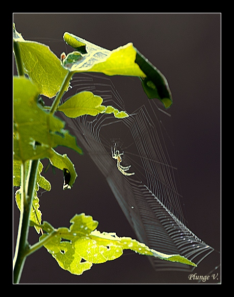 фото "My home" метки: природа, насекомое