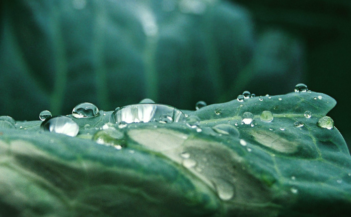 фото "Капуста после дождя" метки: природа, макро и крупный план, 