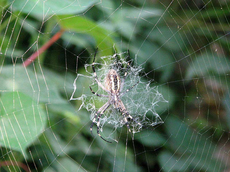 photo "Lord" tags: nature, insect