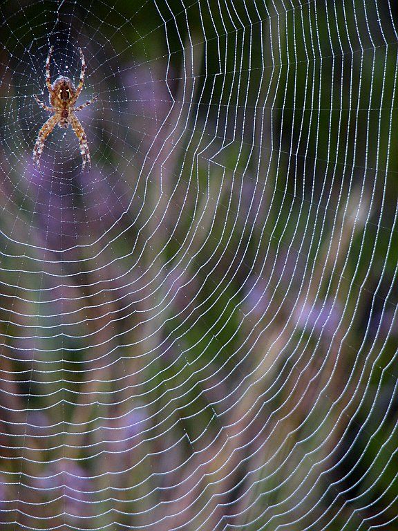 photo "Just... Waiting..." tags: nature, macro and close-up, insect