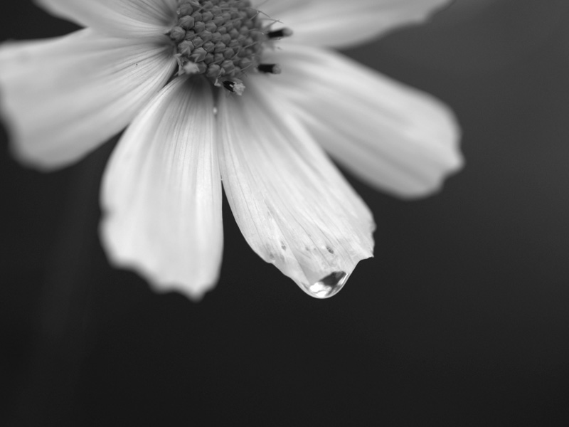 photo "***" tags: black&white, 