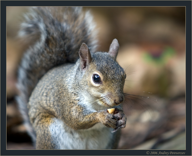 photo "And a squirrel again..." tags: nature, wild animals