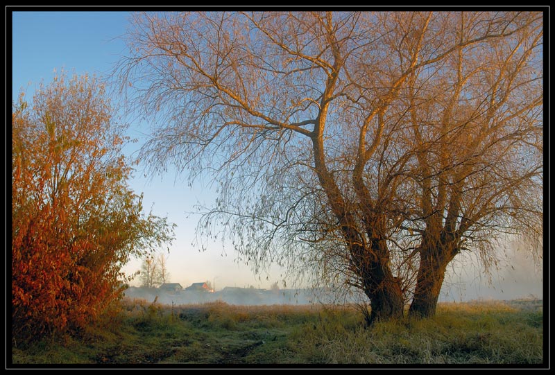 photo "Red willows" tags: landscape, summer, sunset