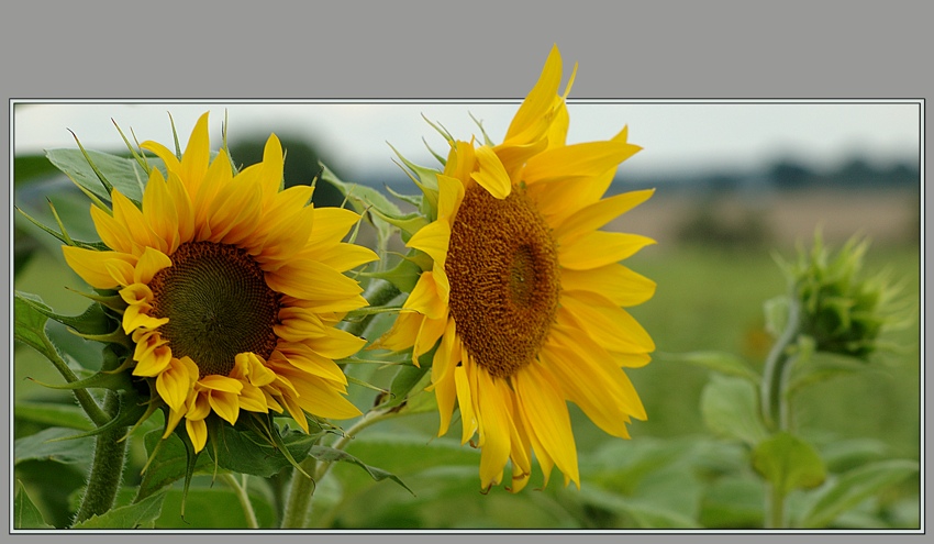 photo "Sunflowers" tags: landscape, nature, flowers, summer