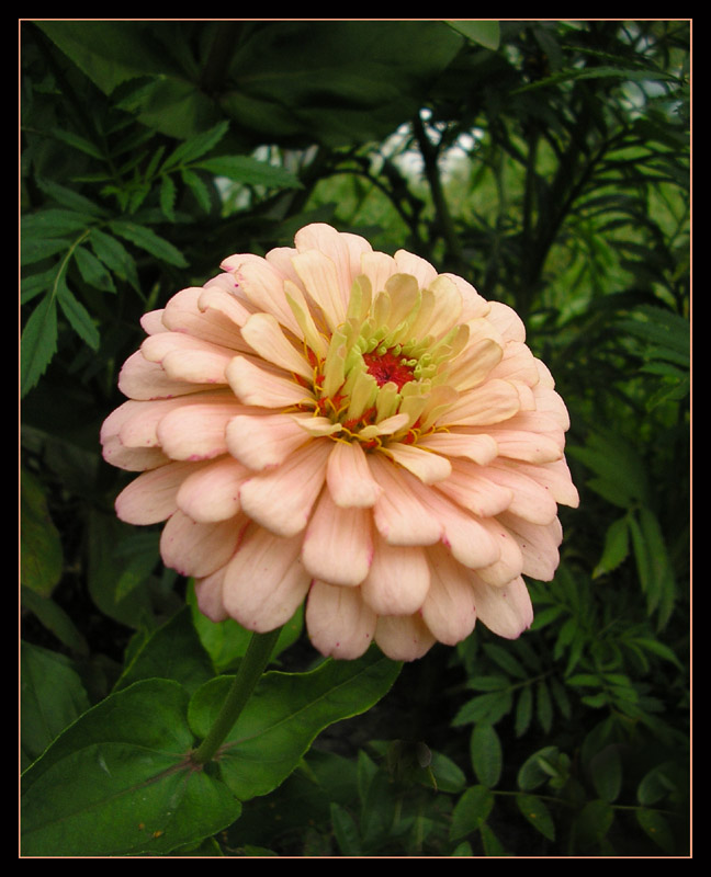photo "***" tags: nature, flowers