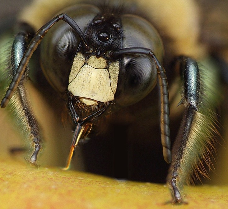 photo "***" tags: macro and close-up, 