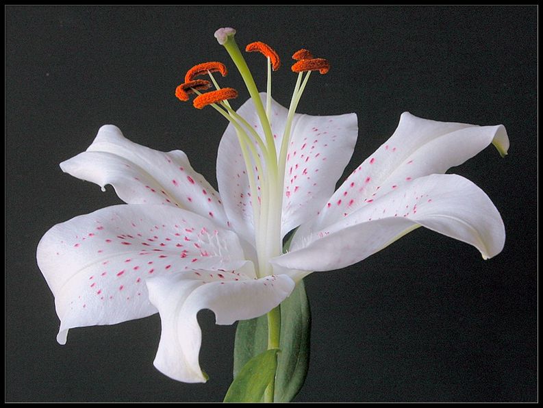 фото "oriental lily" метки: природа, макро и крупный план, цветы