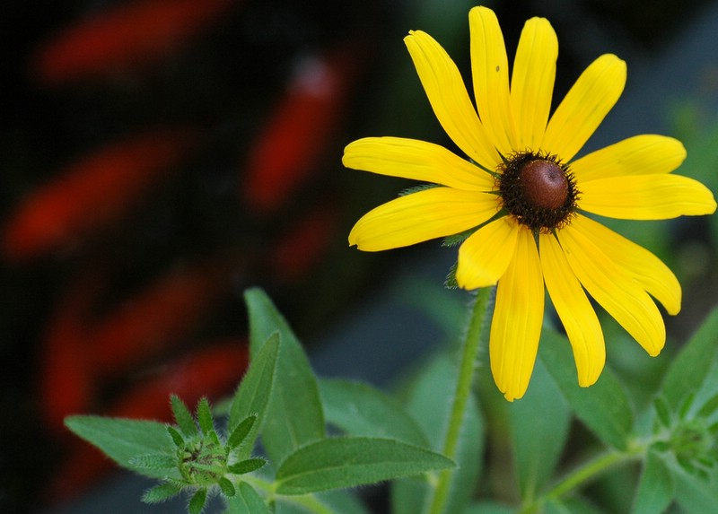 photo "Sunny Dais" tags: nature, macro and close-up, flowers