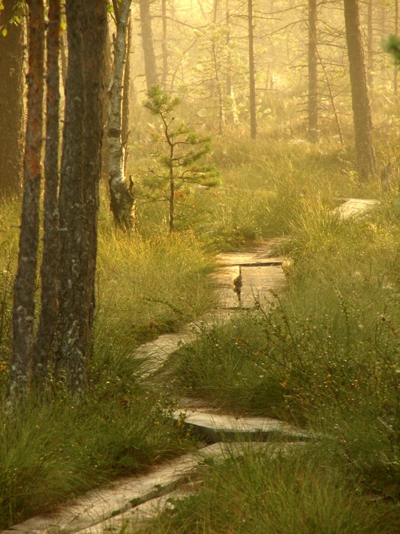 photo "To the morning" tags: landscape, forest, sunset