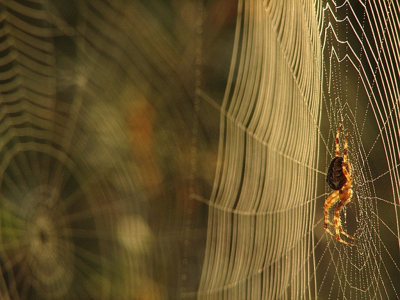 photo "Spider's dream" tags: nature, macro and close-up, insect