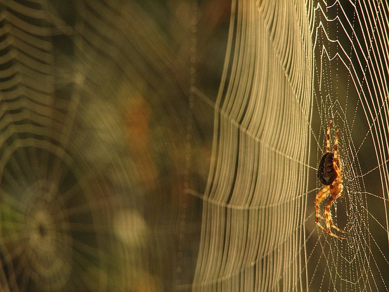 фото "Spider's dream" метки: природа, макро и крупный план, насекомое