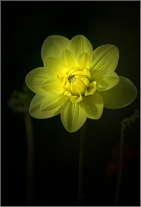 photo "Yellow and darkness" tags: macro and close-up, nature, flowers