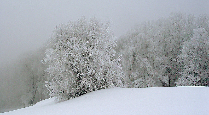 фото "Сон о зиме." метки: пейзаж, зима, лес