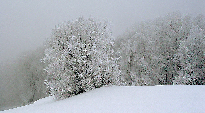 photo "***" tags: landscape, forest, winter