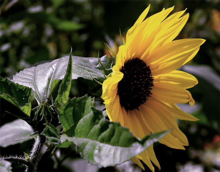 photo "The evening sunflower" tags: travel, macro and close-up, 