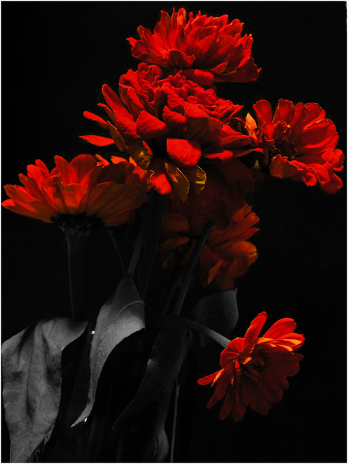 photo "Red flowers" tags: still life, nature, flowers