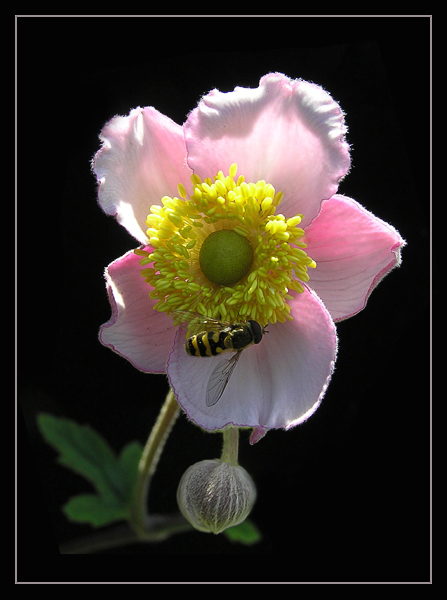 photo "* * *" tags: nature, macro and close-up, flowers