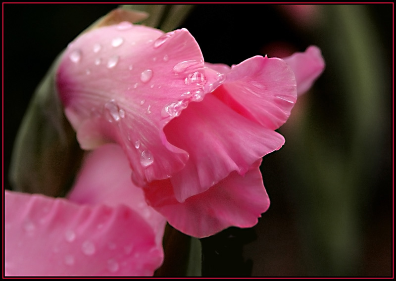 photo "***" tags: nature, macro and close-up, flowers