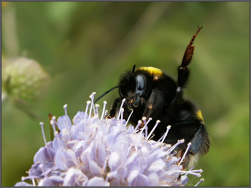 photo "Hello to  PhotoForum members! :)" tags: macro and close-up, nature, insect