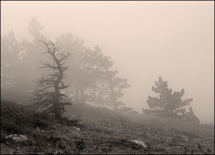 фото "Туман на Ай Петри" метки: пейзаж, горы
