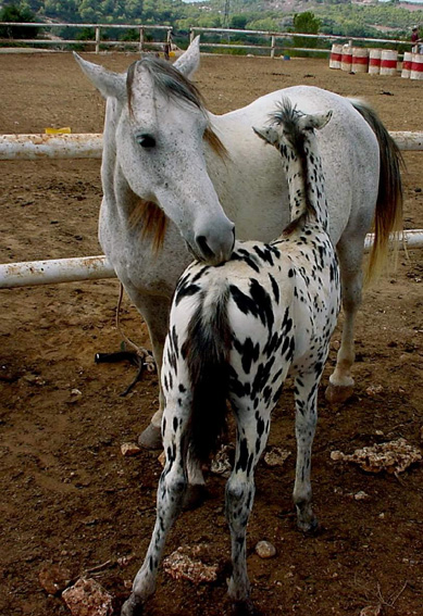 photo "***" tags: nature, pets/farm animals