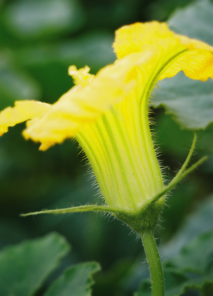 photo "The Flower of the Pumpkin" tags: nature, flowers