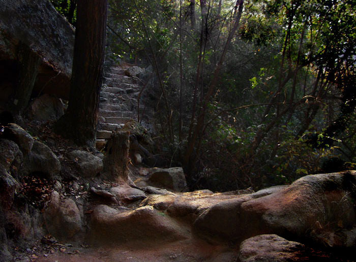 photo "sunrays... and  old steps.." tags: landscape, nature, forest