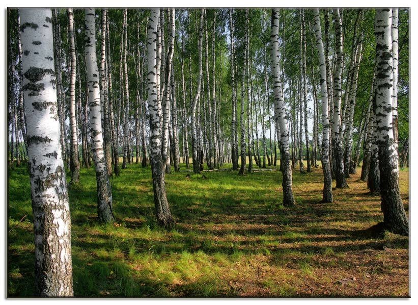 photo "Russian birches" tags: landscape, forest