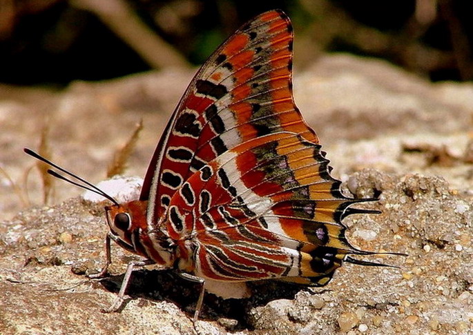 photo "Butterfly" tags: macro and close-up, nature, insect