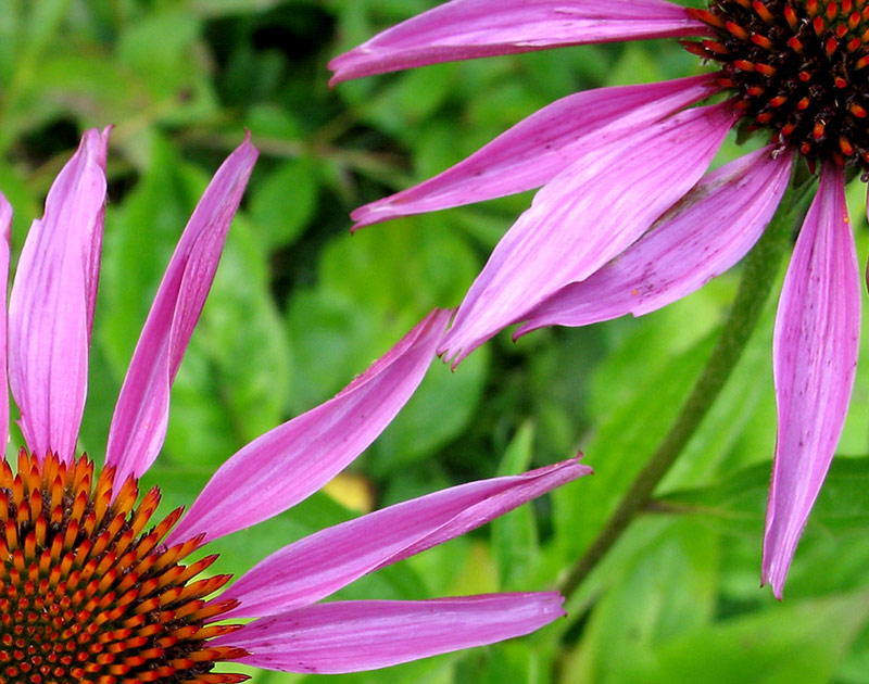 photo "Echinoceum" tags: nature, macro and close-up, flowers