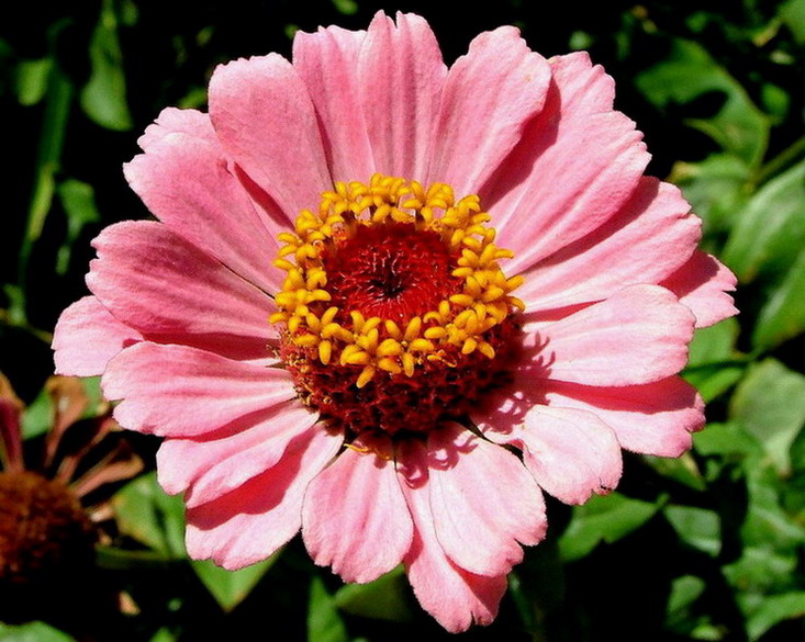 photo "Pink" tags: macro and close-up, 