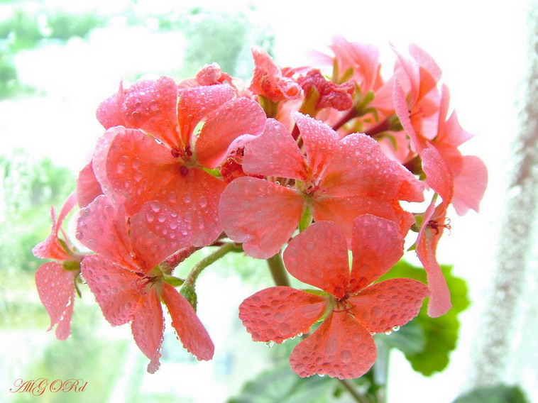 photo "***" tags: nature, flowers