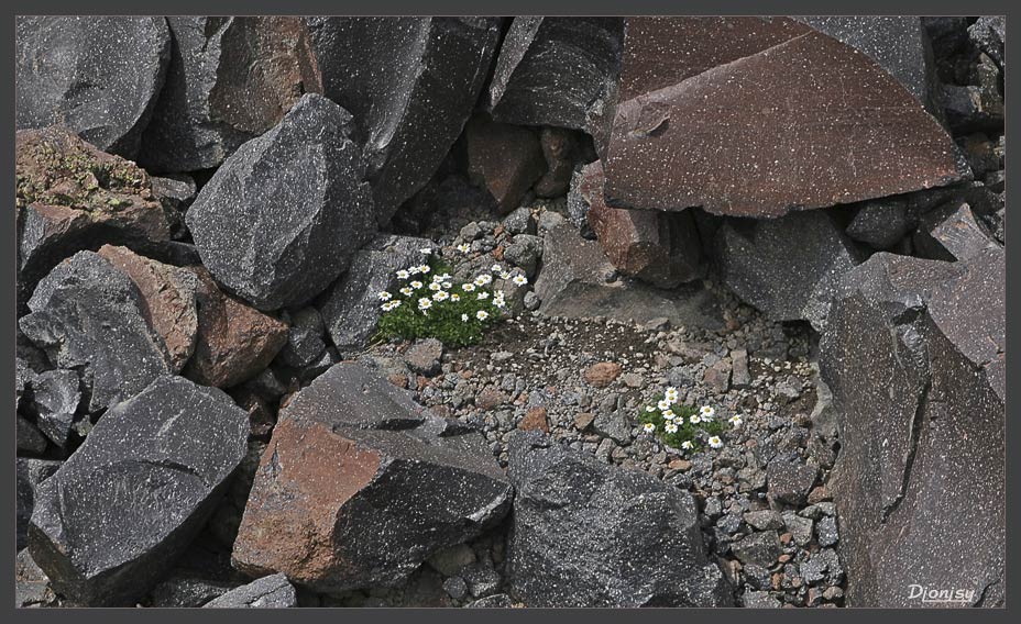 photo "camomile on the rocks" tags: landscape, mountains