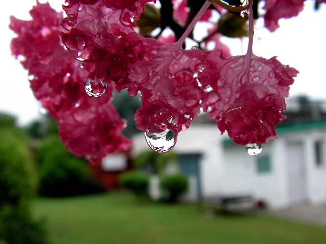 фото "Monsoon in my house" метки: макро и крупный план, природа, цветы