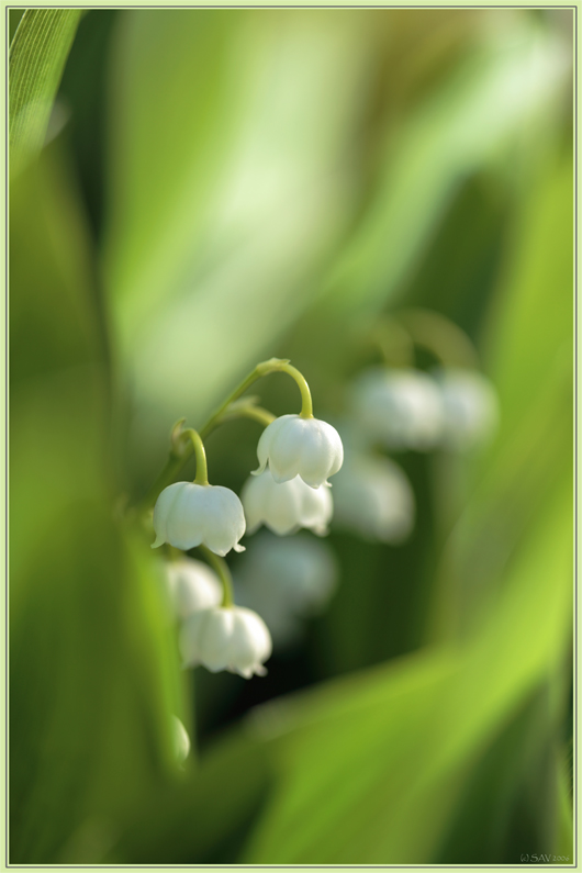 photo "***" tags: nature, flowers