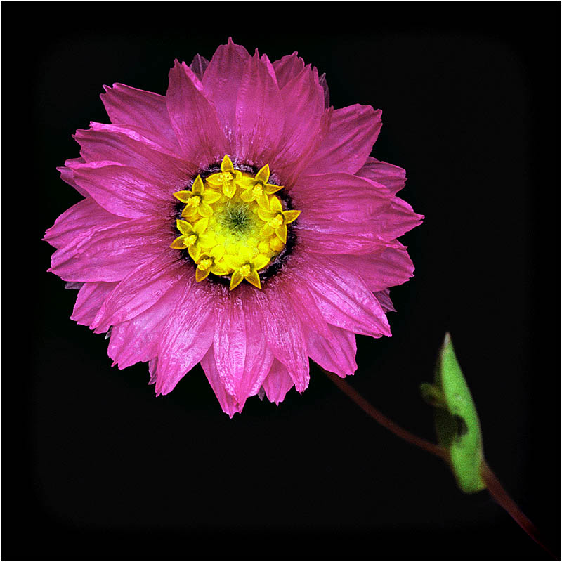 фото "Magenta Dream" метки: природа, макро и крупный план, цветы