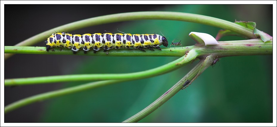 photo "Summit talks" tags: macro and close-up, genre, 