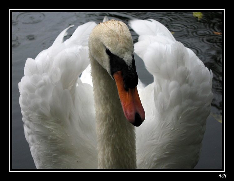 photo "Swan portrait" tags: nature, portrait, wild animals