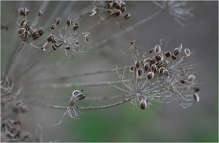 photo "семена укропа" tags: nature, flowers