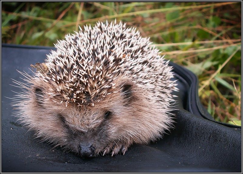 photo "Meeting with prickly" tags: macro and close-up, nature, wild animals