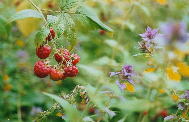 photo "Raspberry" tags: nature, flowers