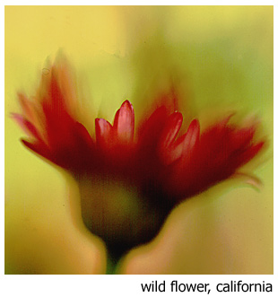 photo "Impressions of california wild flower" tags: nature, macro and close-up, flowers