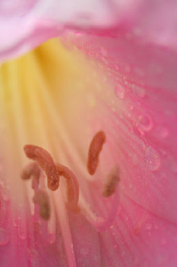 photo "Soft 'n Wet" tags: , 